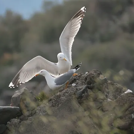L'ariana Isole Eolie - Esperienze